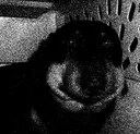 bruh_dog
