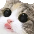 CatEyesSad
