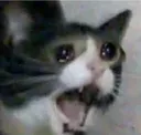 cat_shocked