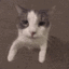 catKiss Discord emoji