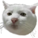 seriouscat