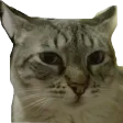 hachadNeko