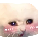 CryCatBlush_flipped Discord Emoji