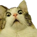 shockedcat