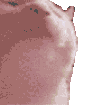 TE_fastcatJam Discord Emoji