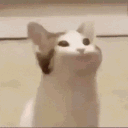 OMEGALULCAT Discord Emoji