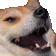 LN_dogekak