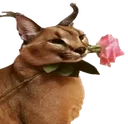 floppasimp