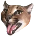 floppapog