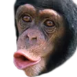 MonkePog