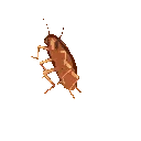dancingroach