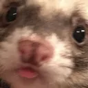 OVC_2blep OVC_2blep
