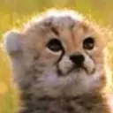 concerned_cheetah