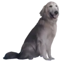 jpeg_dog