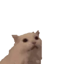 NyaaaaaaHeart NyaaaaaaHeart