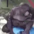 monkedie