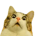 Cat_Confused Cat_Confused