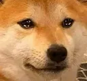 DogeSad