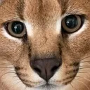 floppa_stare floppa_stare