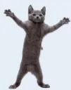 dougiecat