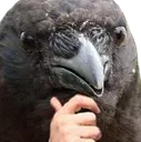 crowthink