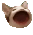 PopCat