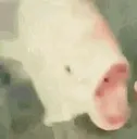 PogFish PogFish