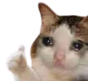 sadcatthumbsup