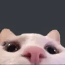 wtf