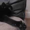 Catastrophe_ThumbsUp