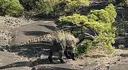 macrogryphosaurus macrogryphosaurus