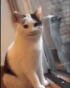 Smilecat