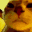 cat_gif Discord Emoji