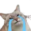 cat_pic_cry Discord Emoji