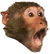 pogchimp