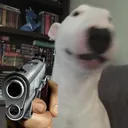 shootdoggo