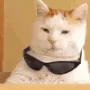 cool_cat cool_cat