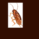 DancingCockroachbyJohnKarel_Danc Discord Emoji