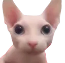 bingus
