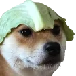 dogwiflettuce