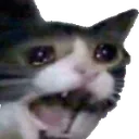 Cat Aaa cataaa Discord Emoji
