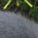 BigRat2