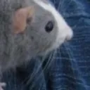BigRat8