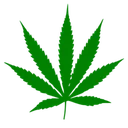maconha