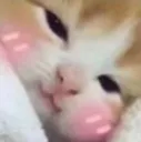 cat_blush