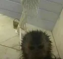 monkeynigga monkeynigga