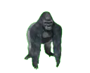 monke