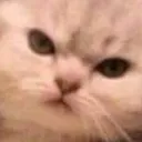 smolCatMad