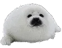 SealDance