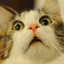 scaredcat